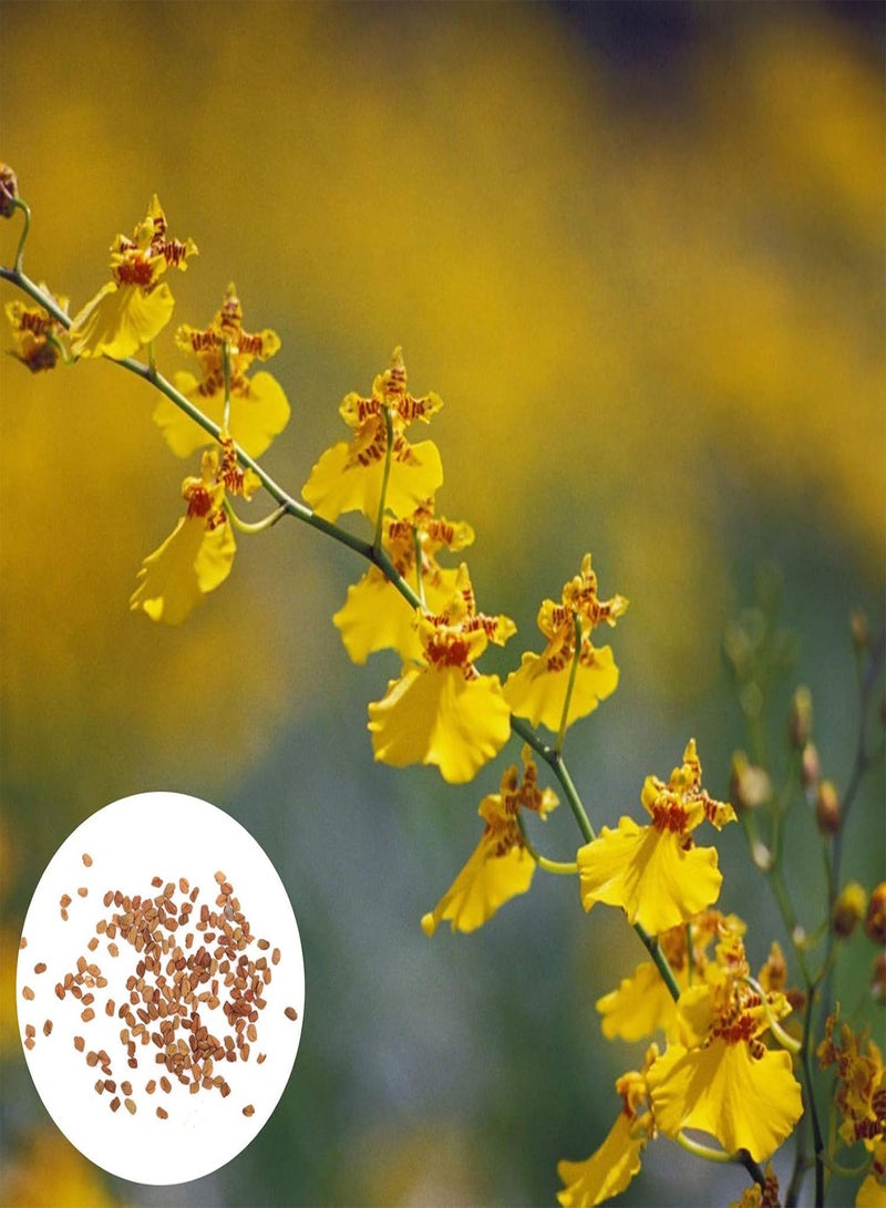 GGOOT Plant Seed 1 Bag Cymbidium Seeds Dancing Girls Rare Special Garden Flower Seeds for Home - Cymbidium Seeds - Image 1