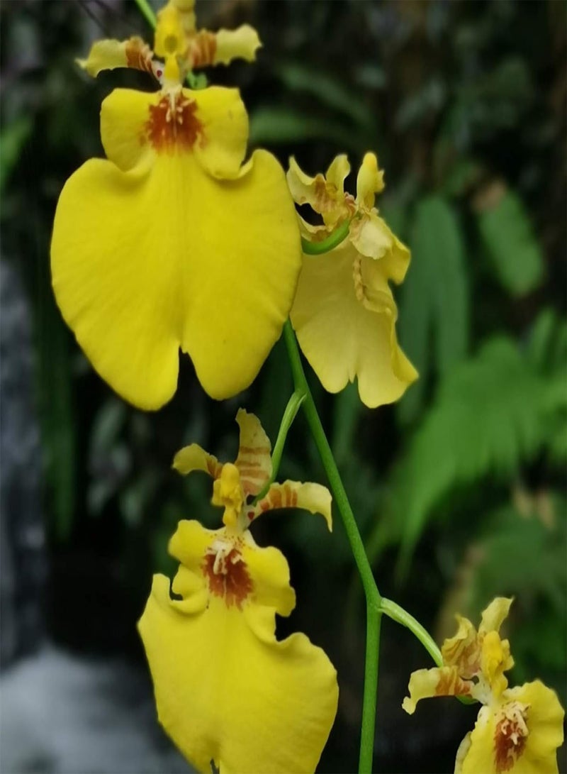 GGOOT Plant Seed 1 Bag Cymbidium Seeds Dancing Girls Rare Special Garden Flower Seeds for Home - Cymbidium Seeds - Image 3