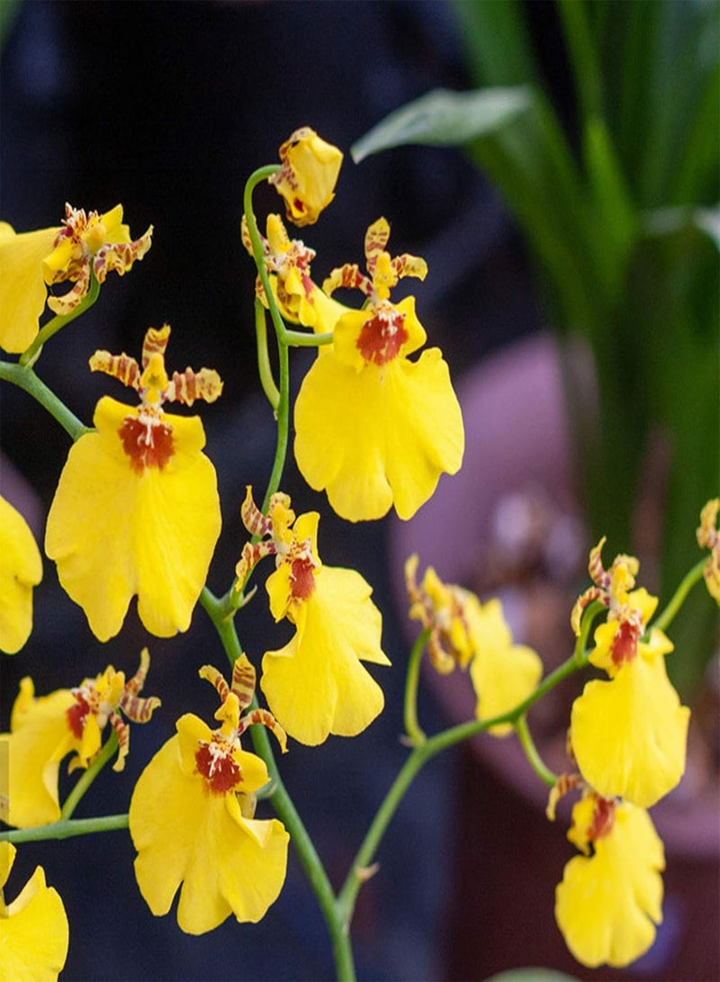 GGOOT Plant Seed 1 Bag Cymbidium Seeds Dancing Girls Rare Special Garden Flower Seeds for Home - Cymbidium Seeds - Image 4