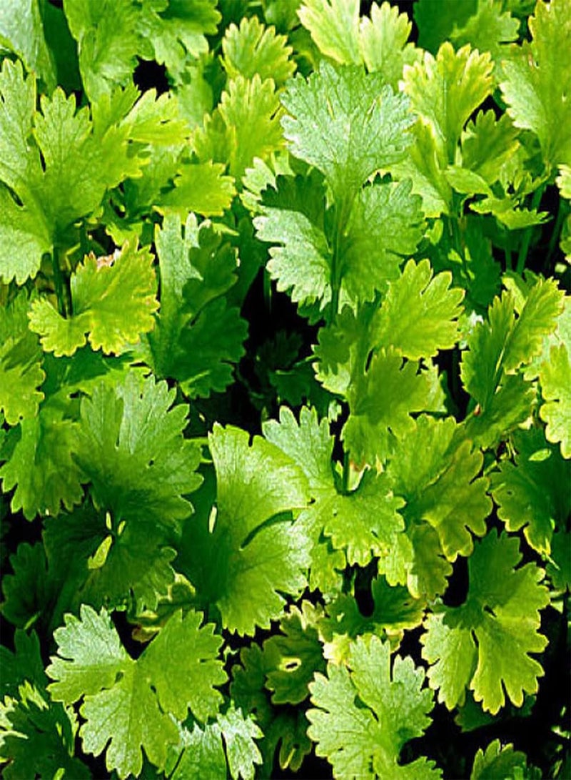 جي جوت 200 قطعة من بذور الكزبرة عشبة خضراء سنوية ذات نطاق واسع من الاستخدامات نبات واحد أو مساحة زراعة كبيرة تأثير جيد سهل العناية - Image 1