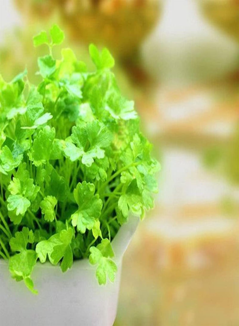 جي جوت 200 قطعة من بذور الكزبرة عشبة خضراء سنوية ذات نطاق واسع من الاستخدامات نبات واحد أو مساحة زراعة كبيرة تأثير جيد سهل العناية - Image 2