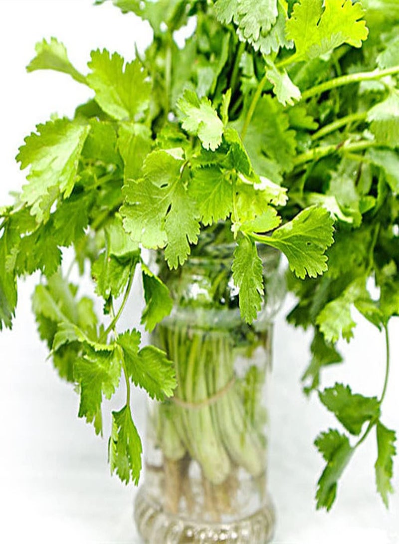 جي جوت 200 قطعة من بذور الكزبرة عشبة خضراء سنوية ذات نطاق واسع من الاستخدامات نبات واحد أو مساحة زراعة كبيرة تأثير جيد سهل العناية - Image 3