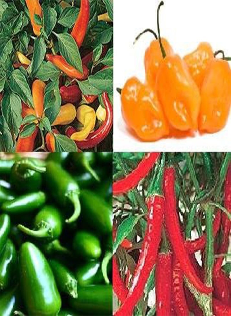GGOOT CHILLI seeds Jalapeno, Hungarian , Habanero,Ring O FIRE