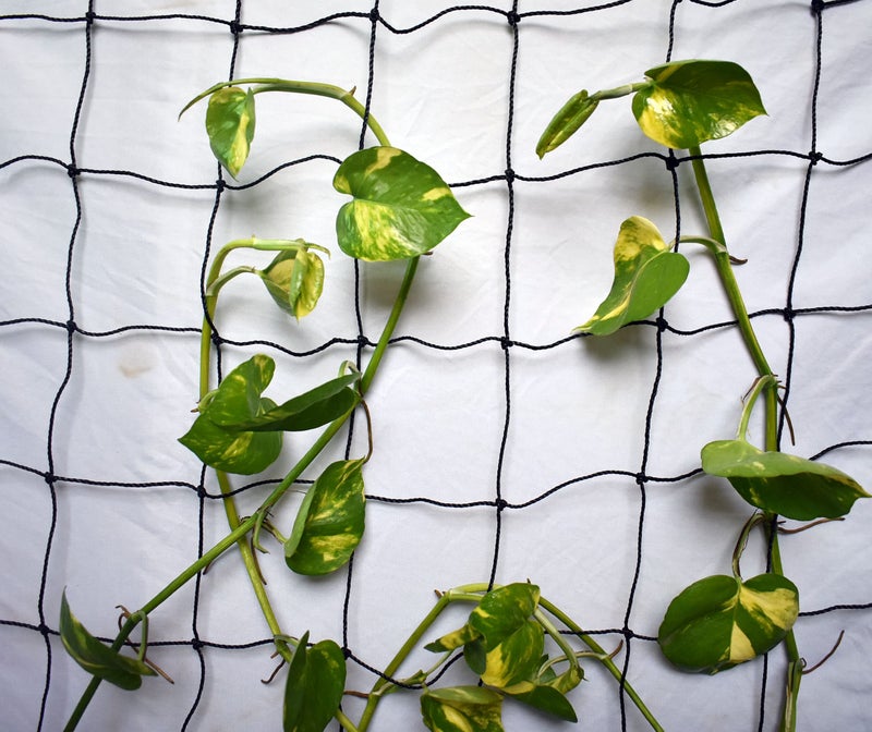 WNE Jaliwale Plant Climbing net & Creeper Net & Plant Trellis Net Plant Support Net Black Color for Agriculture and Gardening Net - 6Feet x 6Feet - Image 1
