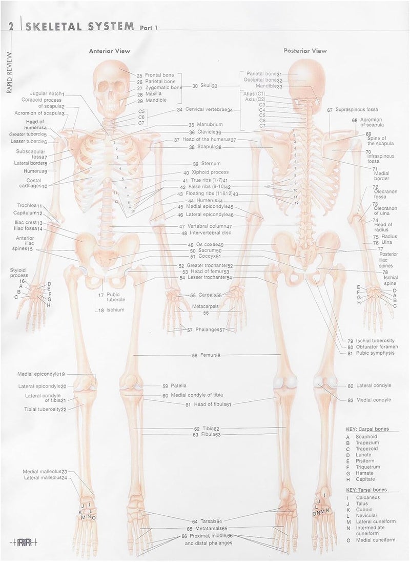 KICHOUSE Human Anatomy Skeletal and Muscular Poster 50x70cm (20x28 Inch) Silk Fabric Educational Chart Scientific Decor for Medical Study and Classroom Teaching - Image 1