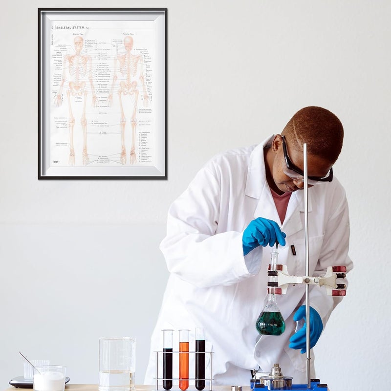 KICHOUSE Human Anatomy Skeletal and Muscular Poster 50x70cm (20x28 Inch) Silk Fabric Educational Chart Scientific Decor for Medical Study and Classroom Teaching - Image 4