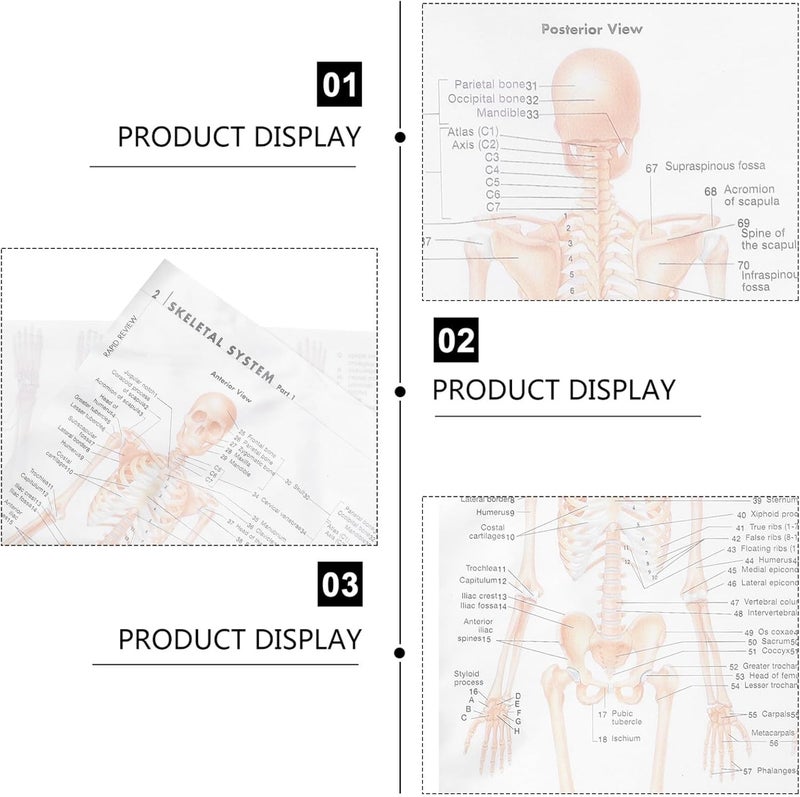 KICHOUSE Human Anatomy Skeletal and Muscular Poster 50x70cm (20x28 Inch) Silk Fabric Educational Chart Scientific Decor for Medical Study and Classroom Teaching - Image 3
