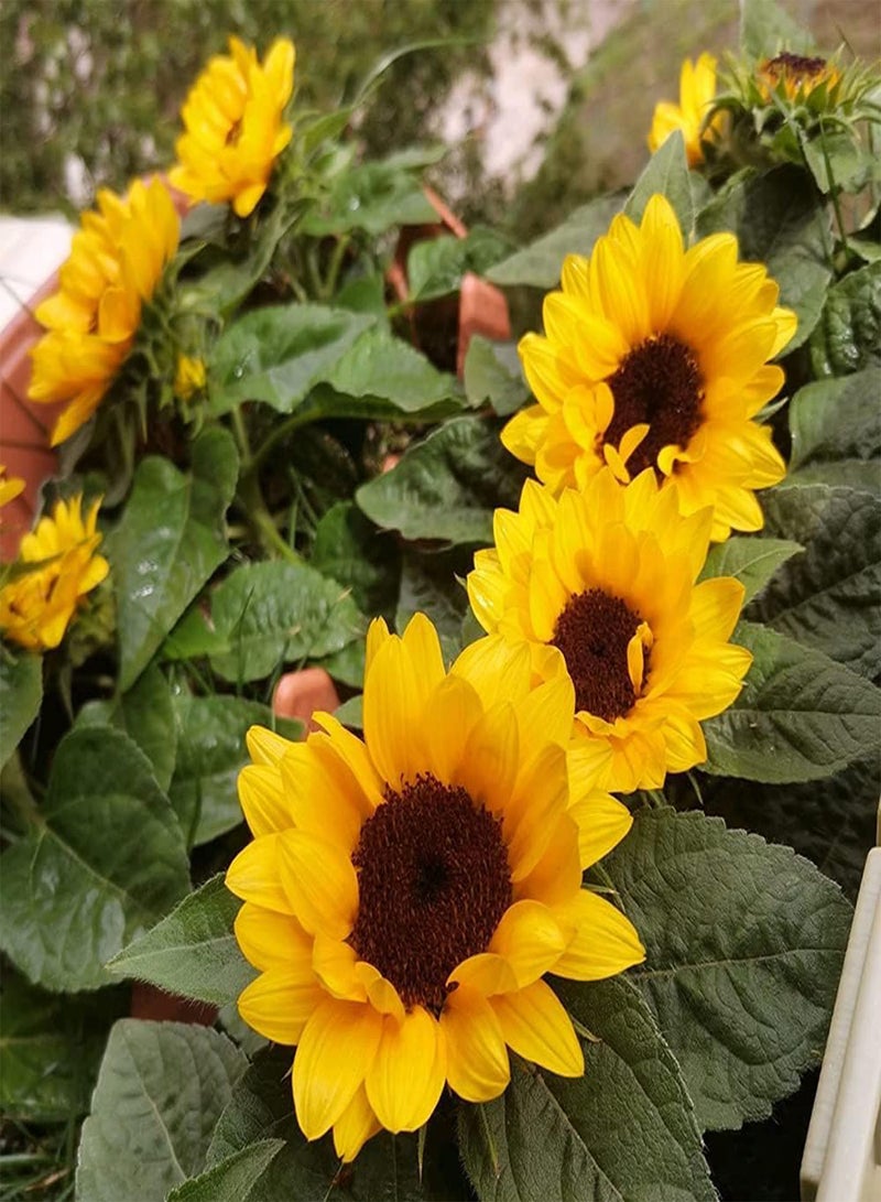 جي جوت 80 قطعة من بذور عباد الشمس الصغيرة اللطيفة سهلة الزراعة، أزهار زينة تتفتح في الصيف وتخلق بيئة جميلة - Image 1