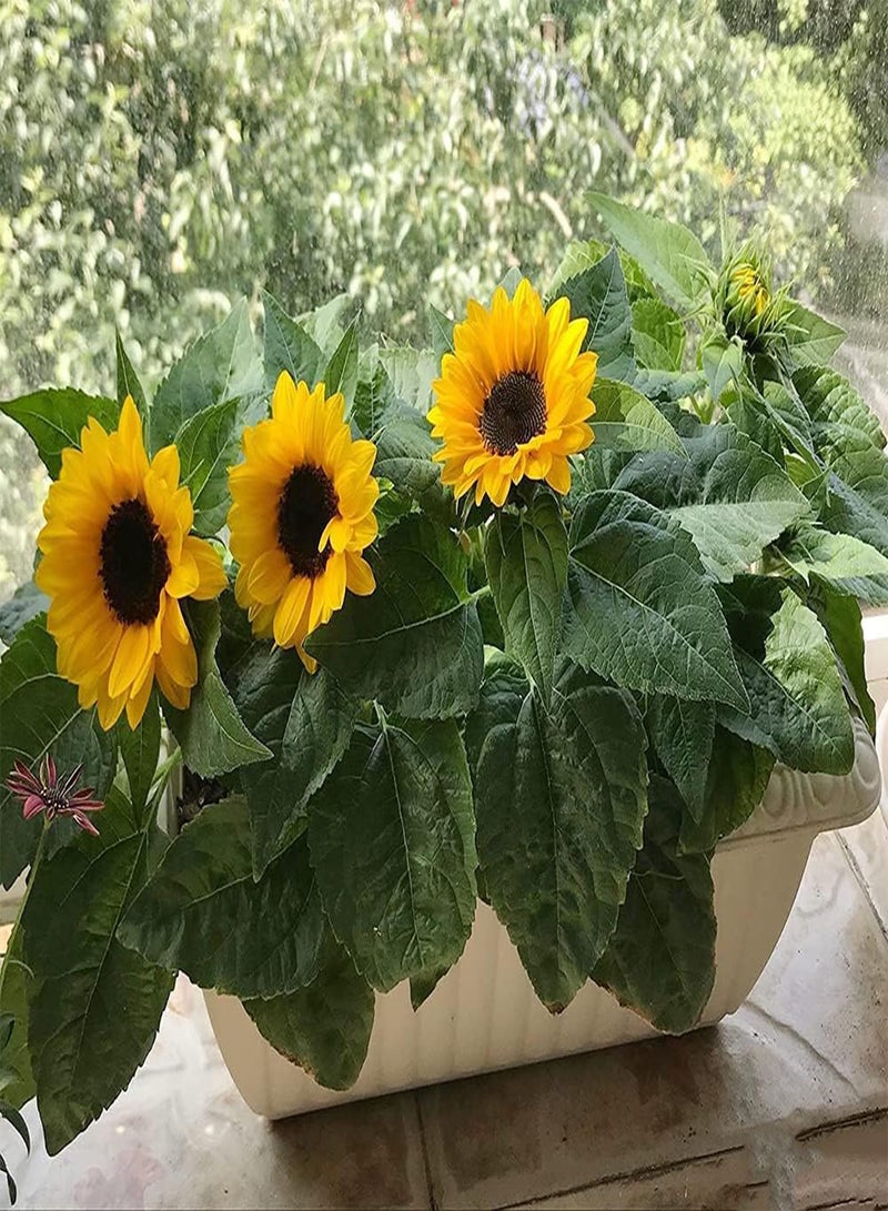 جي جوت 80 قطعة من بذور عباد الشمس الصغيرة اللطيفة سهلة الزراعة، أزهار زينة تتفتح في الصيف وتخلق بيئة جميلة - Image 3