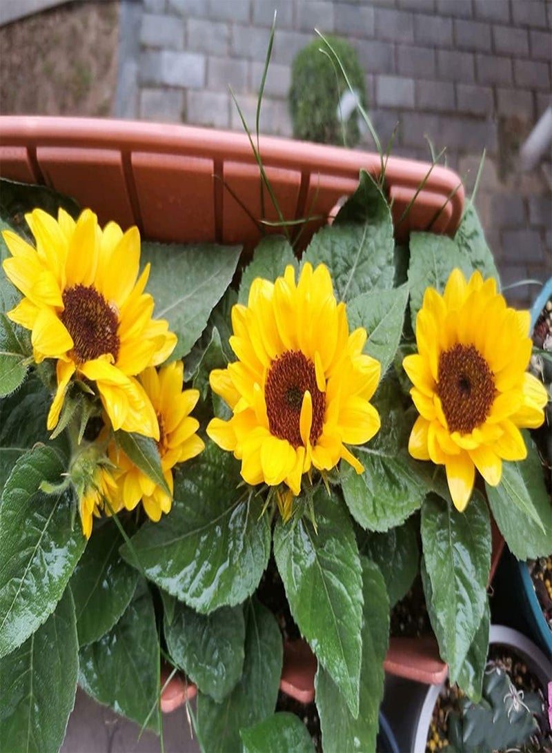 جي جوت 80 قطعة من بذور عباد الشمس الصغيرة اللطيفة سهلة الزراعة، أزهار زينة تتفتح في الصيف وتخلق بيئة جميلة - Image 2