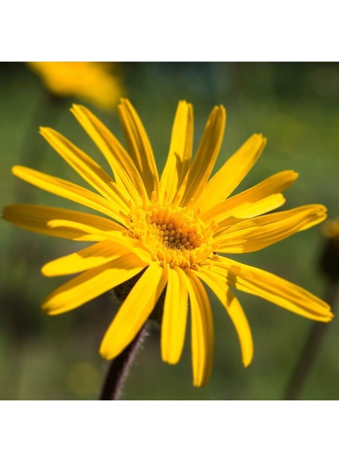 Weleda Arnica Bumps & Bruises Skin Salve, 25 g - Image 2