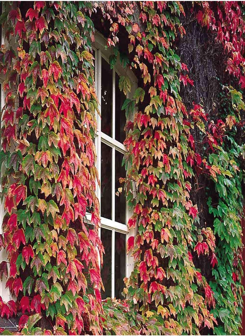GGOOT Japanese Creeper, Boston Ivy Parthenocissus Tricuspidata by Heavy Torch, 20 Seeds 