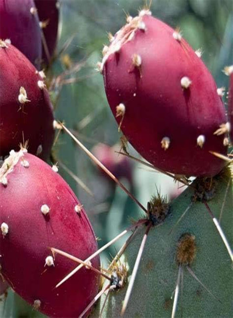 GGOOT 25 Prickly Pear Fruit Seeds - Image 2