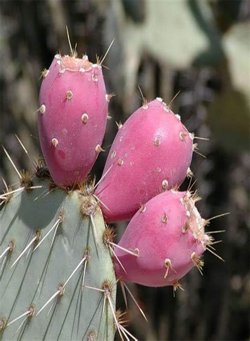 GGOOT 25 Prickly Pear Fruit Seeds - Image 1