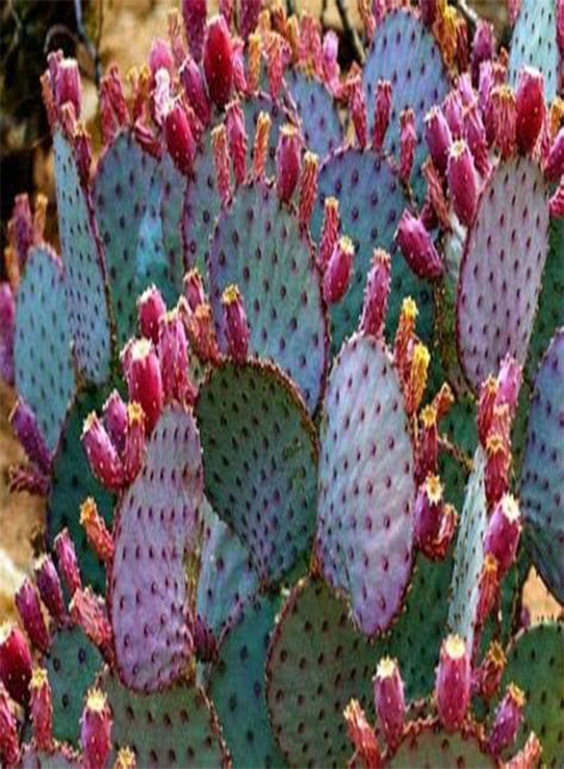 GGOOT 25 Prickly Pear Fruit Seeds - Image 3