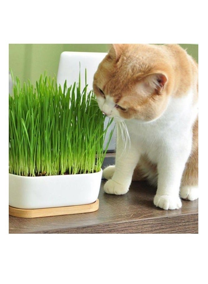 vsell24 Pack of 3 Nutritious Cat Grass Seeds – Fresh Growing Seeds for Healthy Cats & Indoor Pets - Image 3