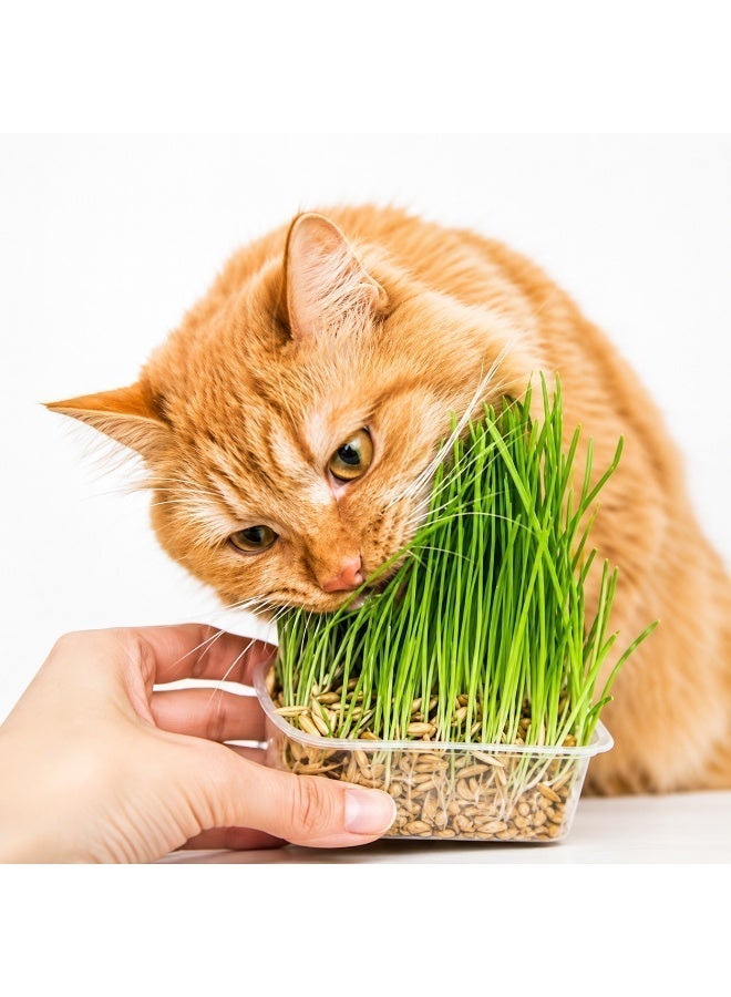vsell24 Pack of 3 Nutritious Cat Grass Seeds – Fresh Growing Seeds for Healthy Cats & Indoor Pets - Image 2
