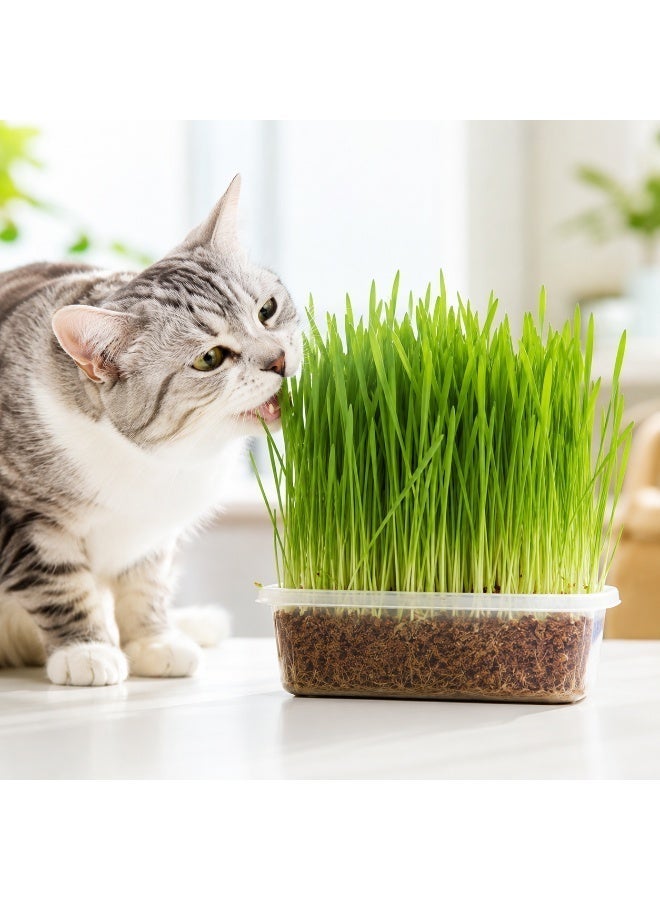 vsell24 Pack of 3 Nutritious Cat Grass Seeds – Fresh Growing Seeds for Healthy Cats & Indoor Pets - Image 4