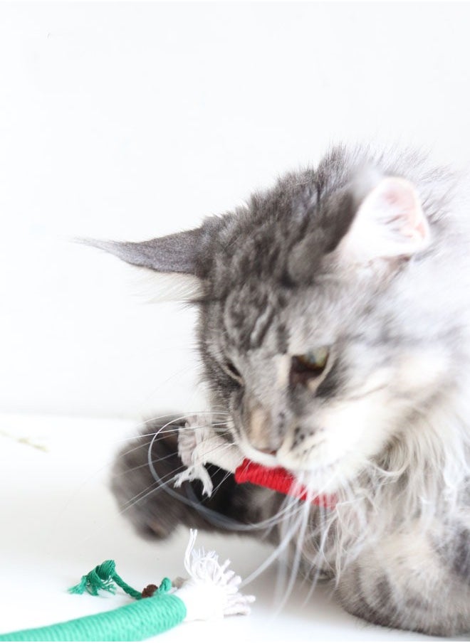 Generic 20cm Catnip Toy Bite Rope, Interactive Cat Toy Interactive Cat Chewing Toys, Cat Toys Colorful Cat Catnip Rope Toys,Chew Teeth Cleaning Stress Release Catnip Cotton Rope Toy, 3 Pcs（color random)  - Image 2