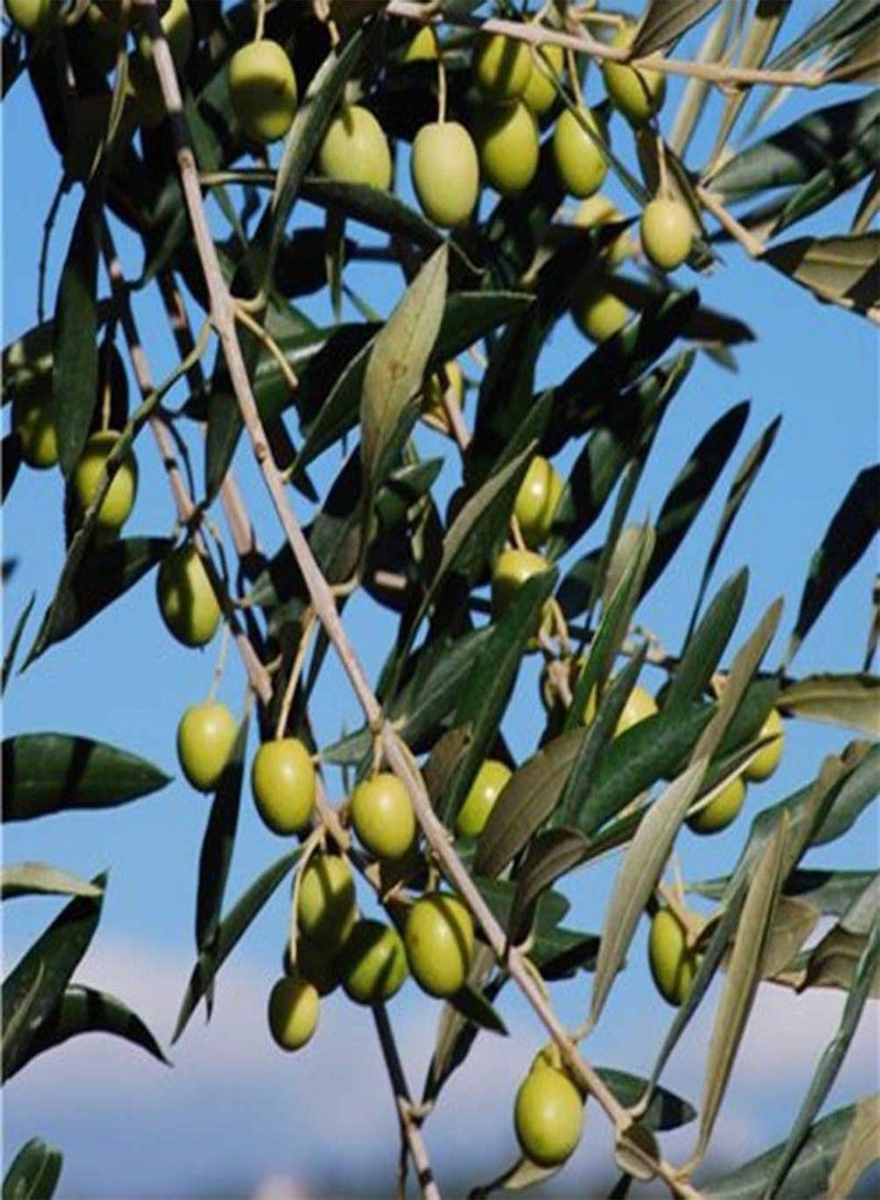 GGOOT 50Pcs Olive Tree Seeds for Planting, Ornamental Plant Garden Backyard Balcony Bonsai Decor Easy to Plant,Gardening,Home Decor - Olive Tree Seeds - Image 3