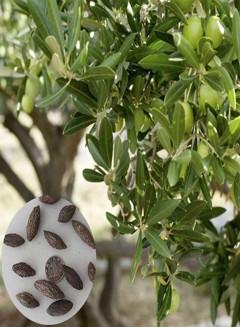 GGOOT 50Pcs Olive Tree Seeds for Planting, Ornamental Plant Garden Backyard Balcony Bonsai Decor Easy to Plant,Gardening,Home Decor - Olive Tree Seeds - Image 1