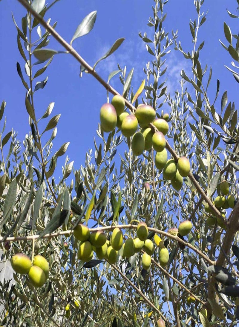 GGOOT 50Pcs Olive Tree Seeds for Planting, Ornamental Plant Garden Backyard Balcony Bonsai Decor Easy to Plant,Gardening,Home Decor - Olive Tree Seeds - Image 4