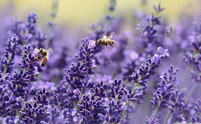 Natural Dried Lavender Sachet 18 Bags Household Bedroom Underwear Cabinet Fragrance Deodorant Purple - Image 5