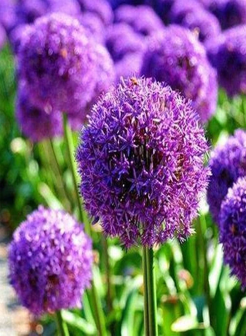 GGOOT 5pcs Paars Allium Bollen Heirloom Bloembollen voor Patio Terras Tuin Planten Verse Aroma Trekken Vlinders en Bijen - Image 1