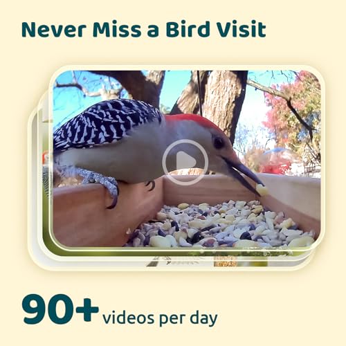 NETVUE by Birdfy Upgraded Smart Bird Feeder Camera, Solar Powered, Auto Bird Video Capture, Instant Notifications, AI Identify 6000+ Species - Image 3