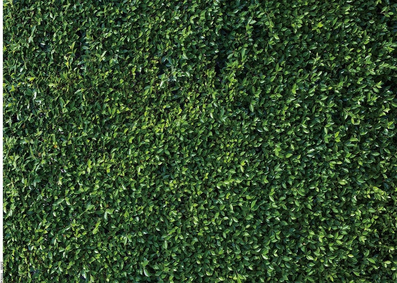 OUYIDA 9X6FT Grass Wall Backdrop Nature Theme Green Leaves Backdrops Lawn Grass Photography Studio Props Backgrounds Party Decoration Banner Photoshoot Photo Booth Vinyl Backdrop PCK41A