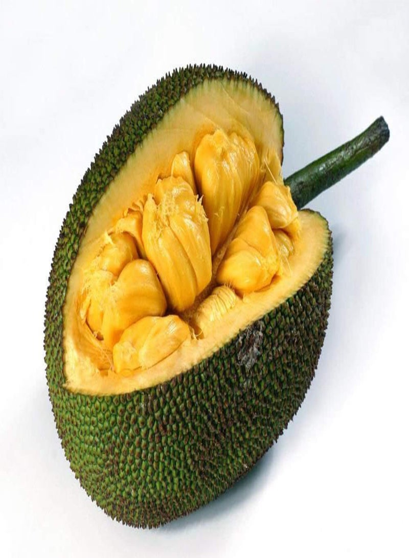 World Largest Tree Fruit-â€œHoneyâ€ Jackfruit Fresh 5 Finest Seeds