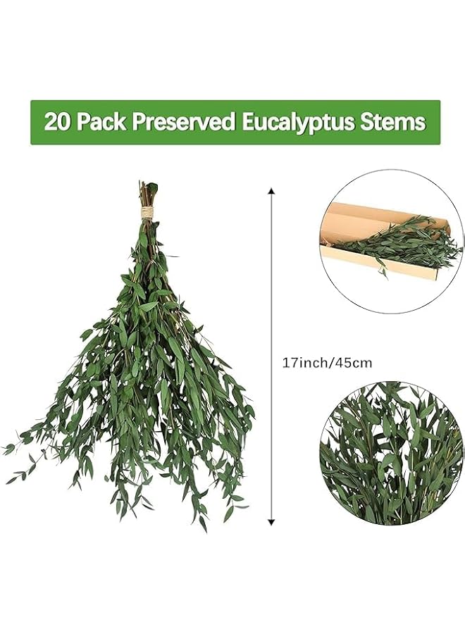 The Bros سيقان الكينا الحقيقية ديكور خضري 20 قطعة 16 بوصة نبات الكينا المجفف سيقان خضري محفوظة لتعبئة المزهريات في المنزل وزينة زهور الزفاف - Image 2