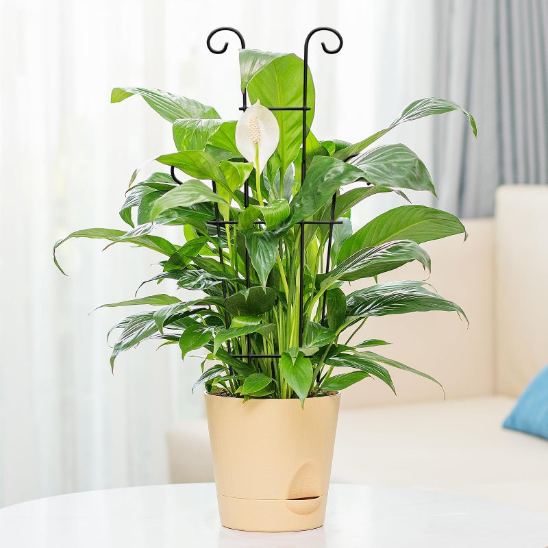 Xeeol Plant Trellis for Potted Plants 2p, Larger 23in Garden Trellis for Climbing Plants Indoor Outdoor, Rustproof House Plant Support Stakes for Pothos Hoya Ivy Flower - Image 5