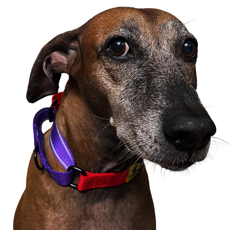 A+a Pets Martingale Dog Collar | No Pull Design, No Neck Strain, No Choke Design | for Large & Medium Dogs | Rust Free, Waterproof Nylon Training Collar (Red & Purple), 20 x 2.5 cm - Image 3