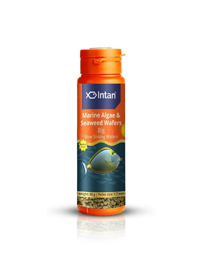 Intan Marine Algae & Seaweed Wafers (Big 1.7mm Slowly Sinking) | 60gm - Highly Nutritious Ornamental Fish Food for Marine Fish - Surgeons, Tangs & Angels | Growel Feeds - Image 1