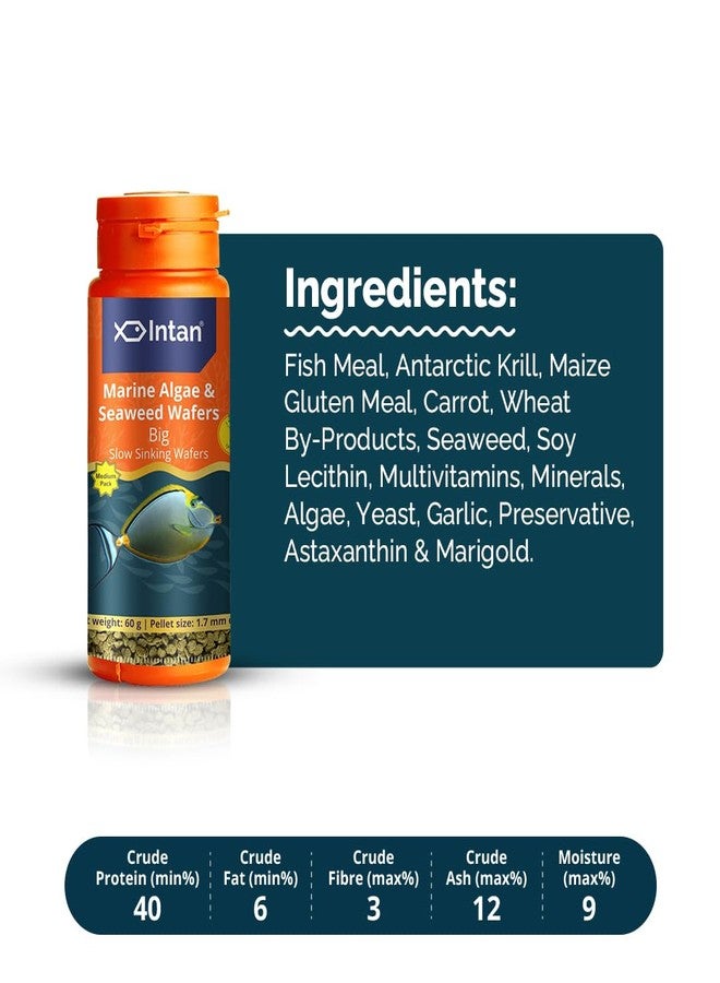 Intan Marine Algae & Seaweed Wafers (Big 1.7mm Slowly Sinking) | 60gm - Highly Nutritious Ornamental Fish Food for Marine Fish - Surgeons, Tangs & Angels | Growel Feeds - Image 3