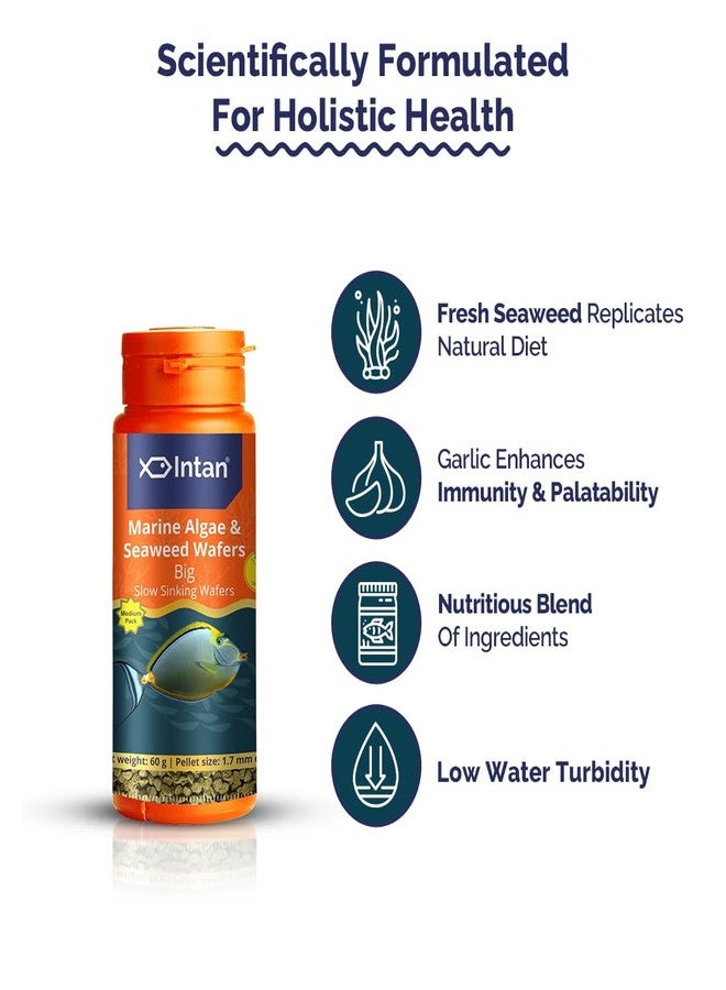 Intan Marine Algae & Seaweed Wafers (Big 1.7mm Slowly Sinking) | 60gm - Highly Nutritious Ornamental Fish Food for Marine Fish - Surgeons, Tangs & Angels | Growel Feeds - Image 4