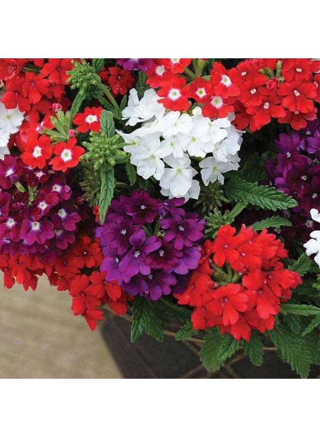 Verbena Quartz Mixed Color Flower Seeds