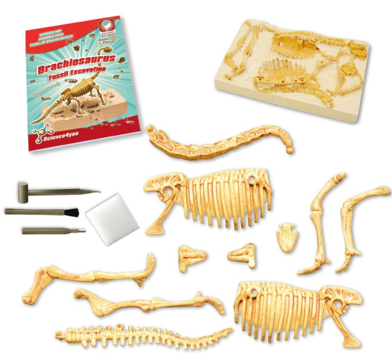 Science4you Brachiosaurus Dinosaur Fossil Digging Kit - Excavate and Assemble 11 Pieces Dino Bones, Archeology, Paleontologist + Dinosaurs for Kids, Stem Toys for Girls and Boys 6 7 8 9+ Years Old - Image 4