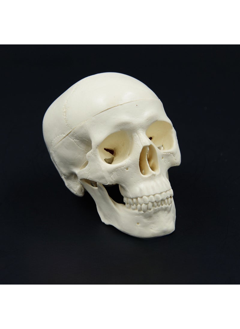 Arabest Mini skull model art sketch sculpture Stomatology head skull teaching detachable plastic skull art use 