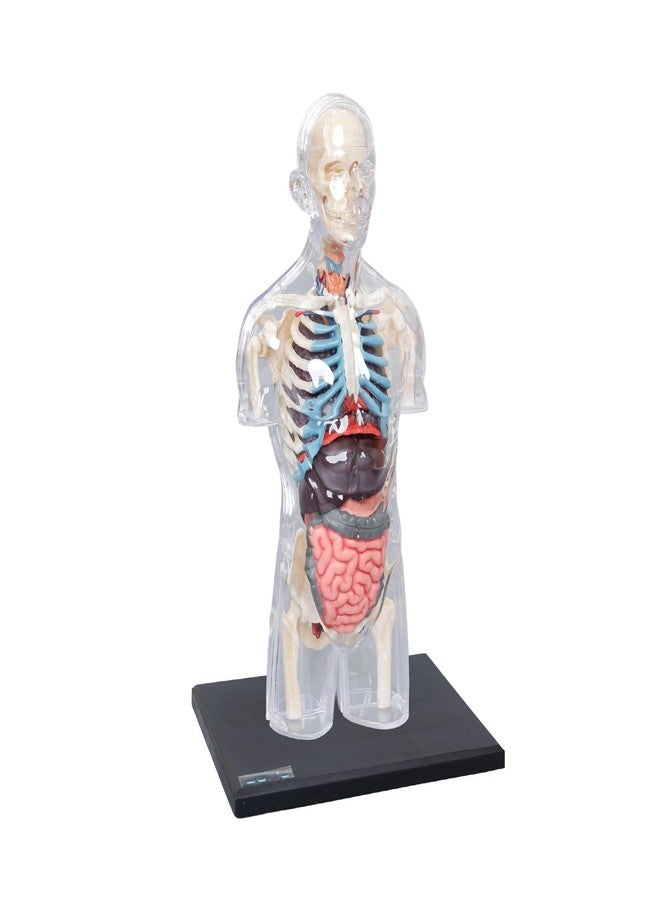 LABZIO 4D Transparent Human Male Torso Model Kit, Removable Organs | 37 Parts | Includes Stand & Assembly Guide | 8 Inch Educational Anatomy Toy/Puzzle for Students, Kids & Biology Learning - Image 1