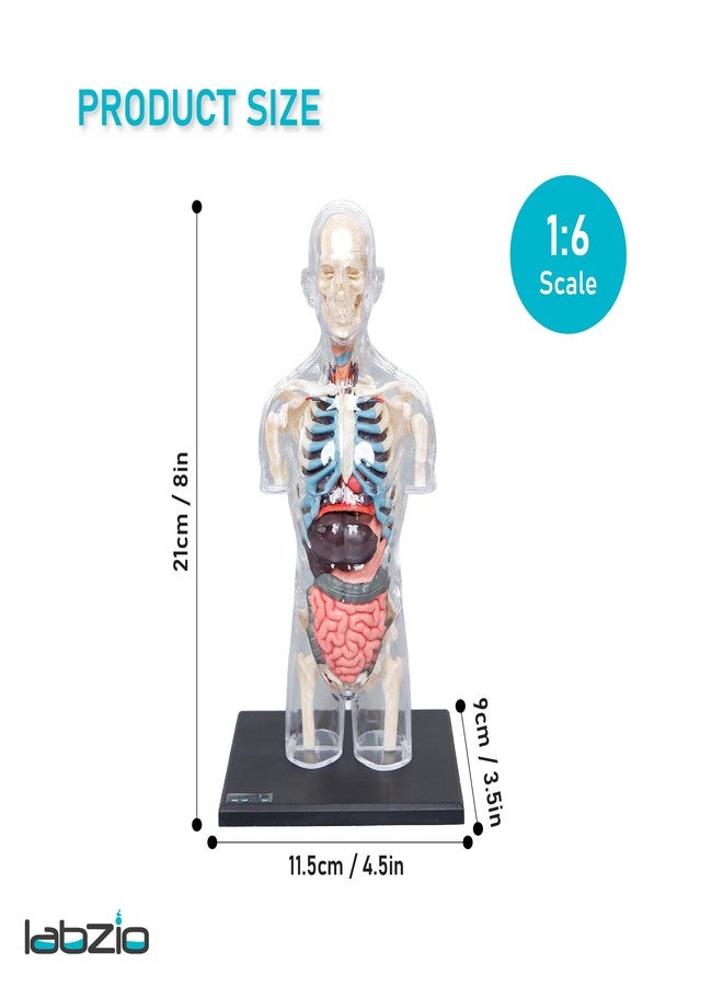LABZIO 4D Transparent Human Male Torso Model Kit, Removable Organs | 37 Parts | Includes Stand & Assembly Guide | 8 Inch Educational Anatomy Toy/Puzzle for Students, Kids & Biology Learning - Image 2