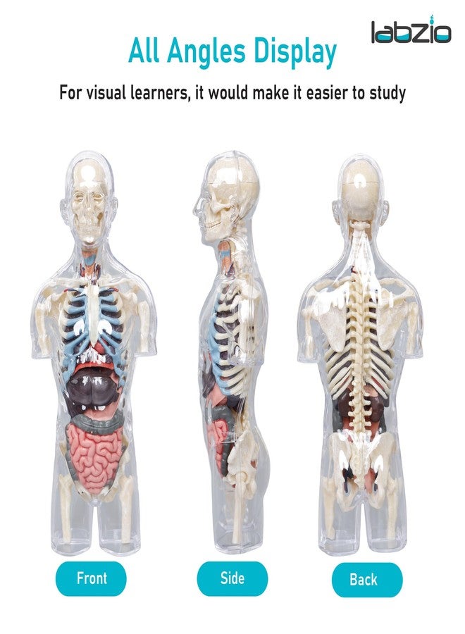 LABZIO 4D Transparent Human Male Torso Model Kit, Removable Organs | 37 Parts | Includes Stand & Assembly Guide | 8 Inch Educational Anatomy Toy/Puzzle for Students, Kids & Biology Learning - Image 3