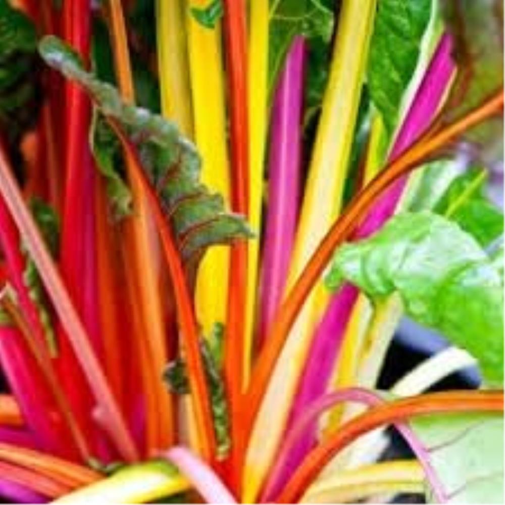 Generic 50+ Rainbow Swiss Chard Seeds - Bring a Rainbow of Vibrant ...