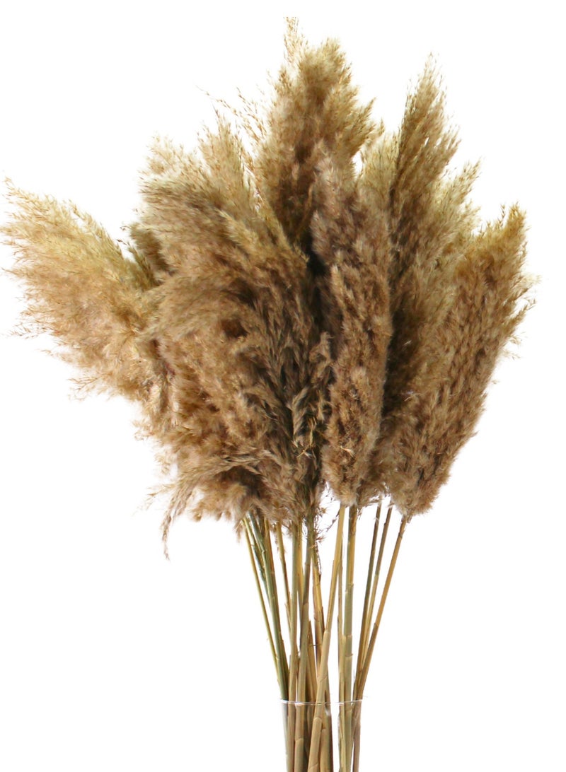 FANCY FLOWERS FANCY Soft Natural Dried Pampas Grass 100 Stems – Fluffy Beige Boho Home Decor – 60–80cm – Wedding & Vase Decoration - Image 2