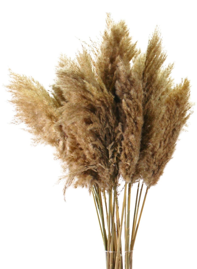 FANCY FLOWERS FANCY Soft Natural Dried Pampas Grass 100 Stems – Fluffy Beige Boho Home Decor – 60–80cm – Wedding & Vase Decoration - Image 1