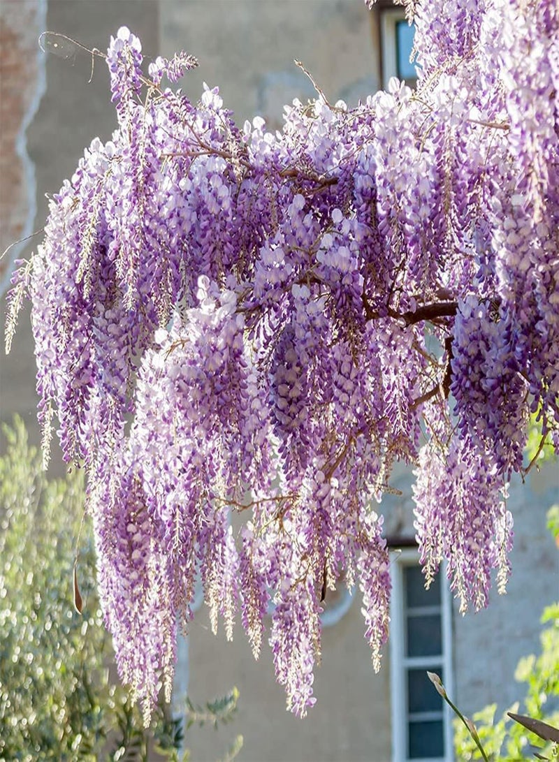 GGOOT 20Pcs Mix Climb Wisteria Seeds for Outdoor Landscape Planting Vine Trailing Flowers are Greening Materials for Porch Decoration - Image 3