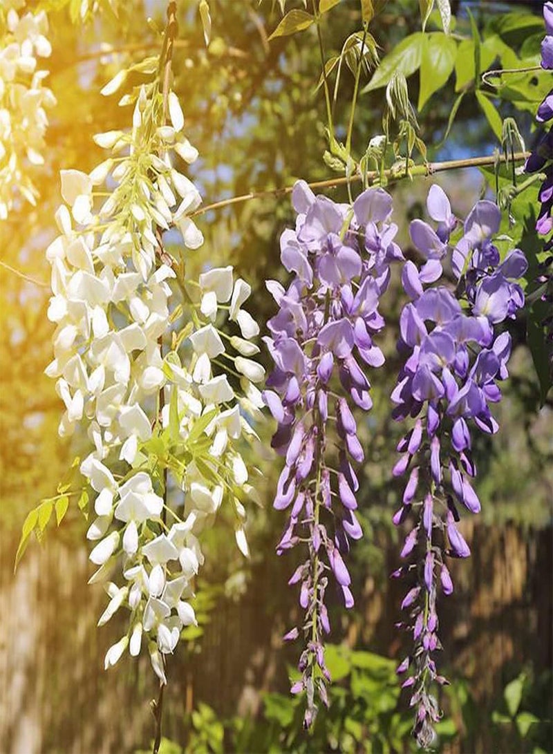GGOOT 20Pcs Mix Climb Wisteria Seeds for Outdoor Landscape Planting Vine Trailing Flowers are Greening Materials for Porch Decoration - Image 1