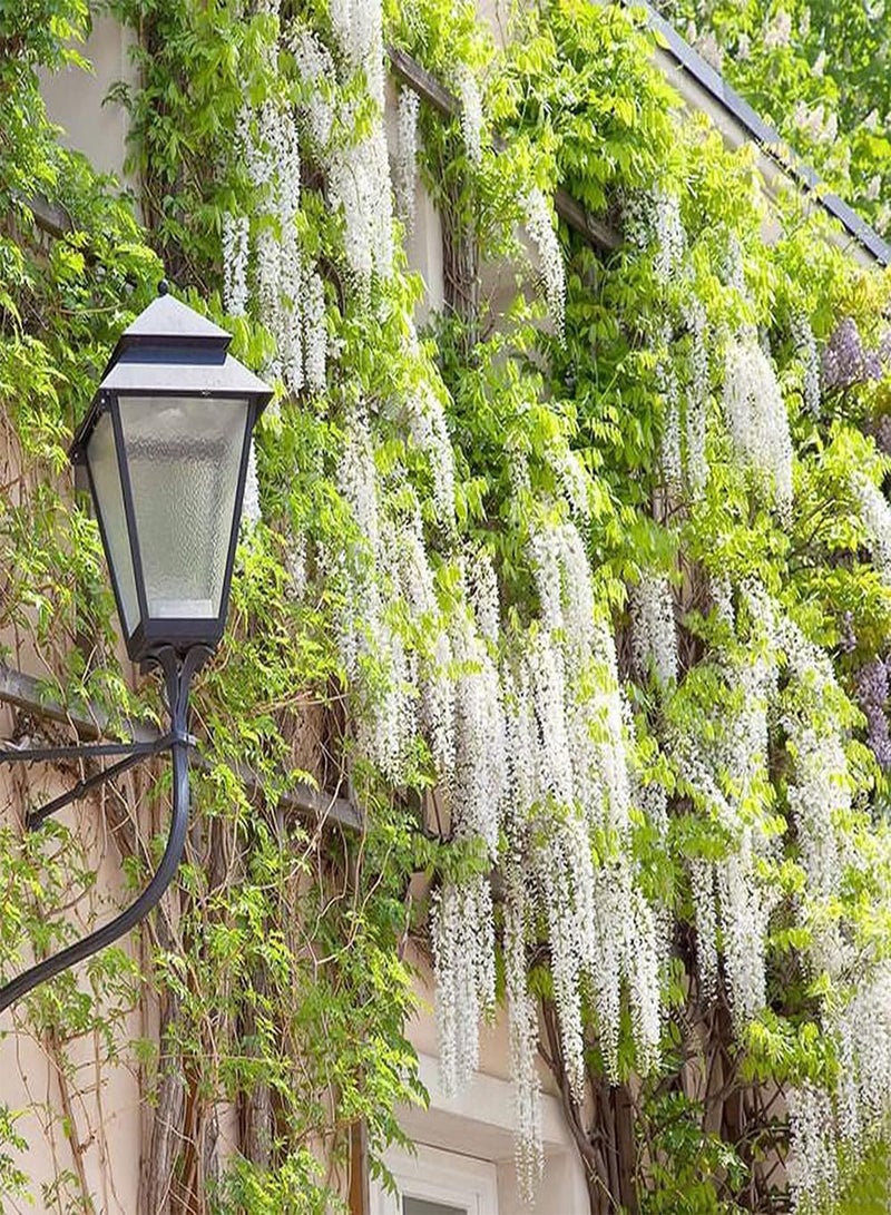 GGOOT 20Pcs Mix Climb Wisteria Seeds for Outdoor Landscape Planting Vine Trailing Flowers are Greening Materials for Porch Decoration - Image 2