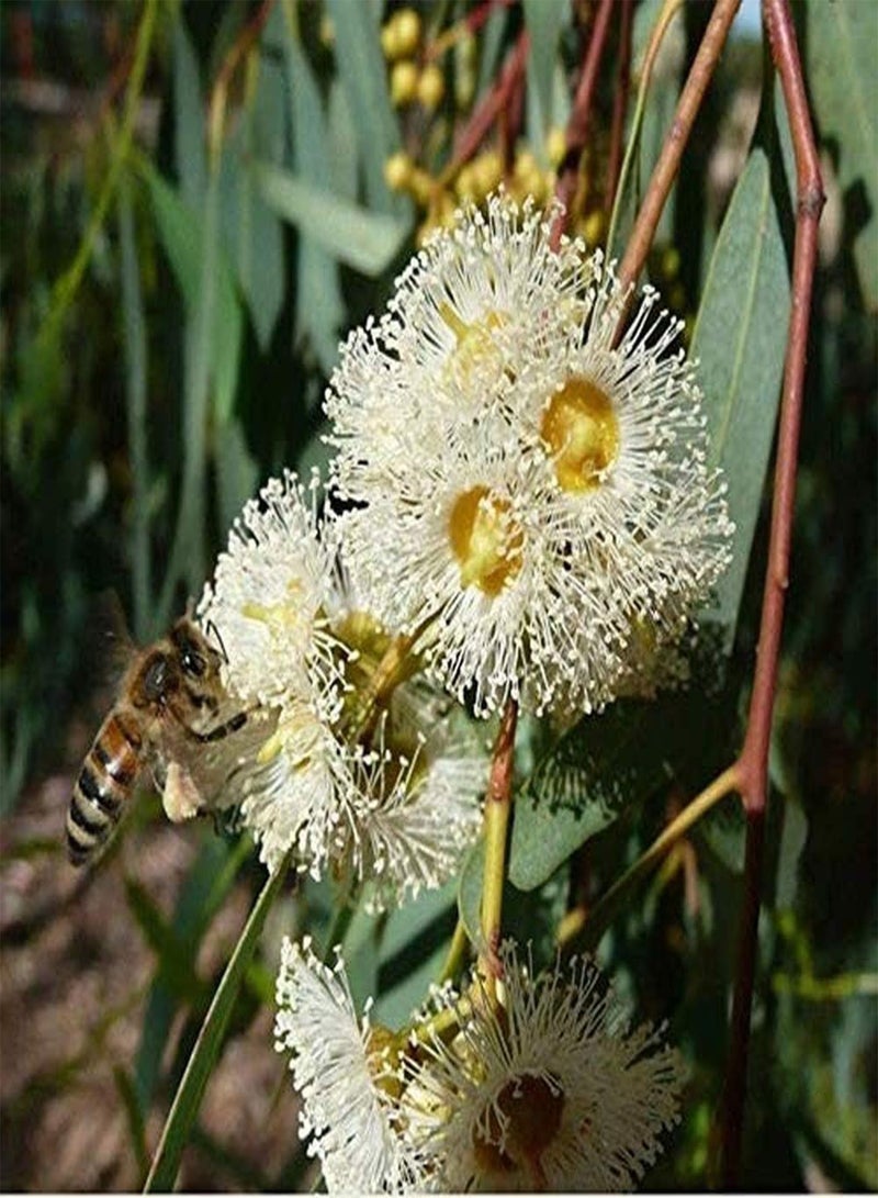 GGOOT 50Pcs Eucalyptus Seeds Broad Canopy Grow Fast Straight Trunk Heirloom Seed Low Cost Easy to Maintain Garden Courtyard Planting  - Image 1